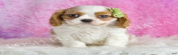 Cavalier King Charles Spaniel dogs for sale: Wesley - Ad 2