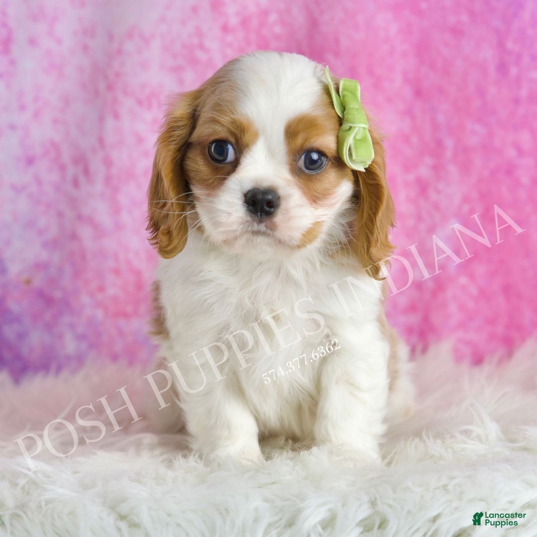 Cavalier King Charles Spaniel dogs for sale: Wesley - Ad 2