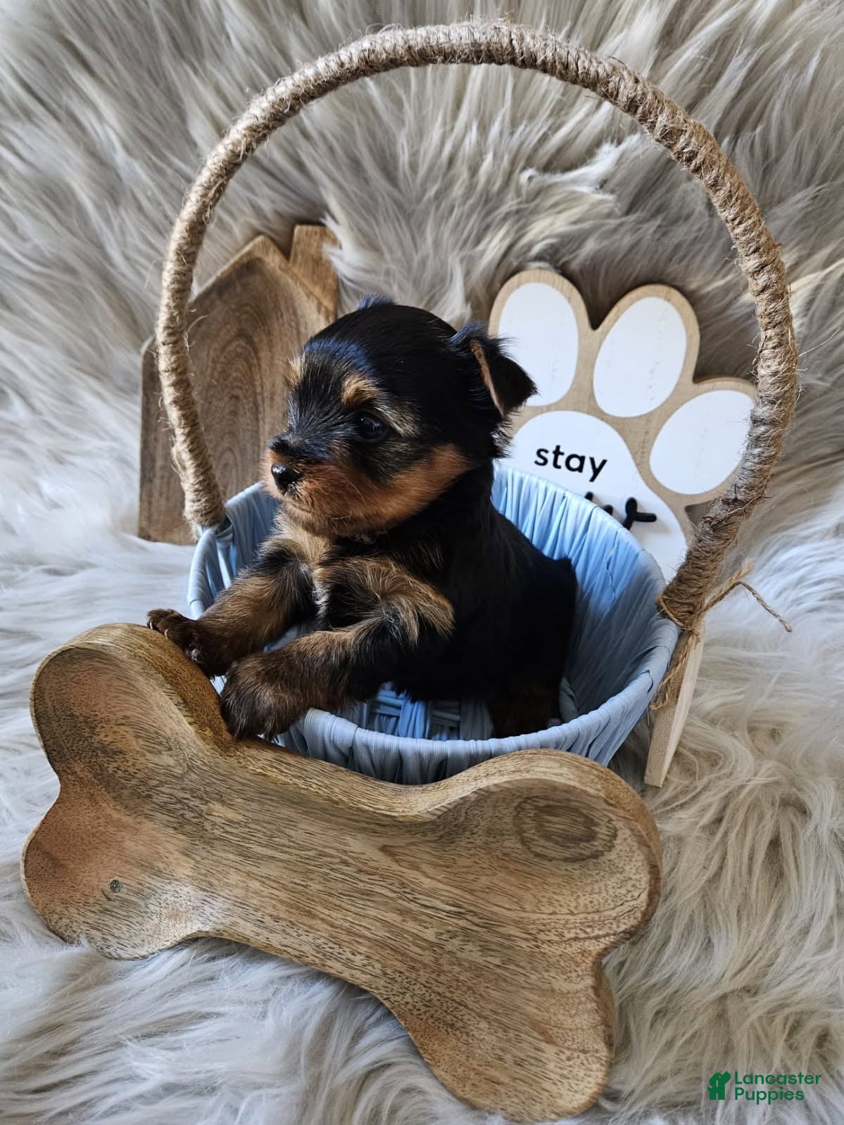 Yorkshire Terrier dogs Yorkshire Terrier Boy - Ad 2