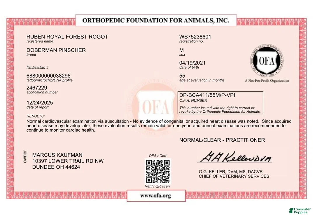 Doberman Pinscher dogs for sale: Doberman Pinscher Puppy 1 - Ad 7