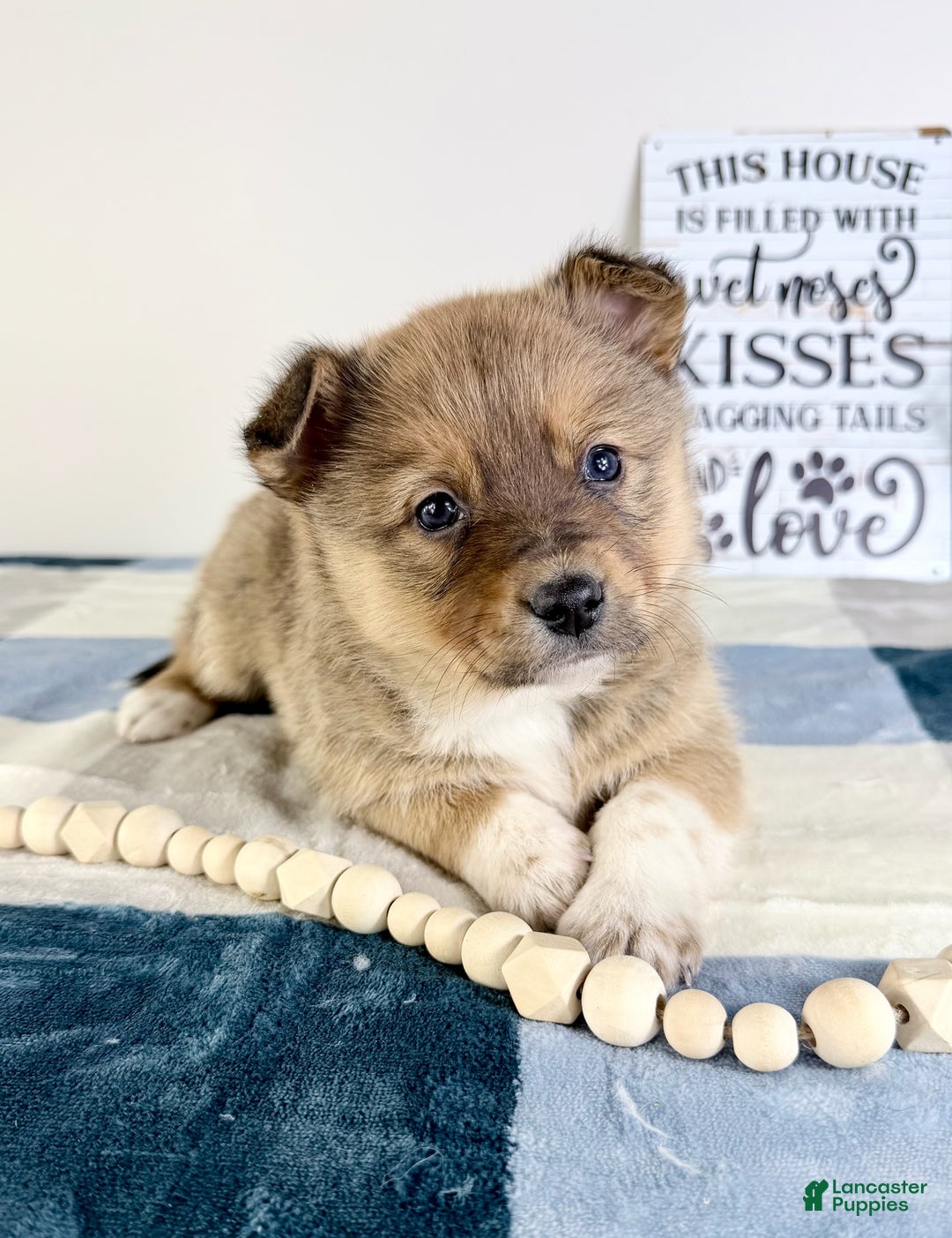 Mixed Breed dogs for sale: Peyton - Ad 3