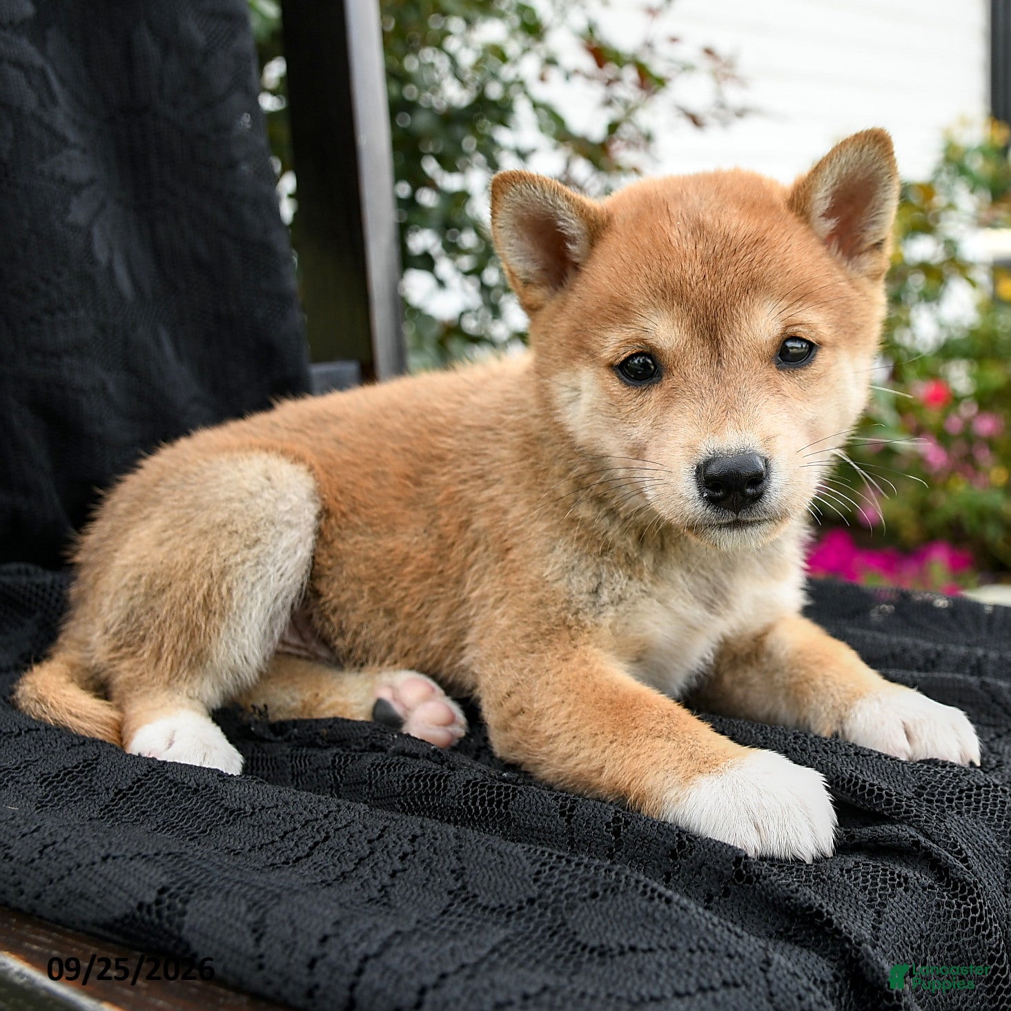 Shiba Inu dogs for sale: Hana - Ad 2