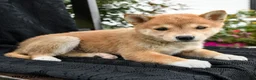 Shiba Inu dogs for sale: Hana - Ad 2