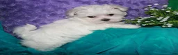 Maltese dogs for sale: Fannie - Ad 21