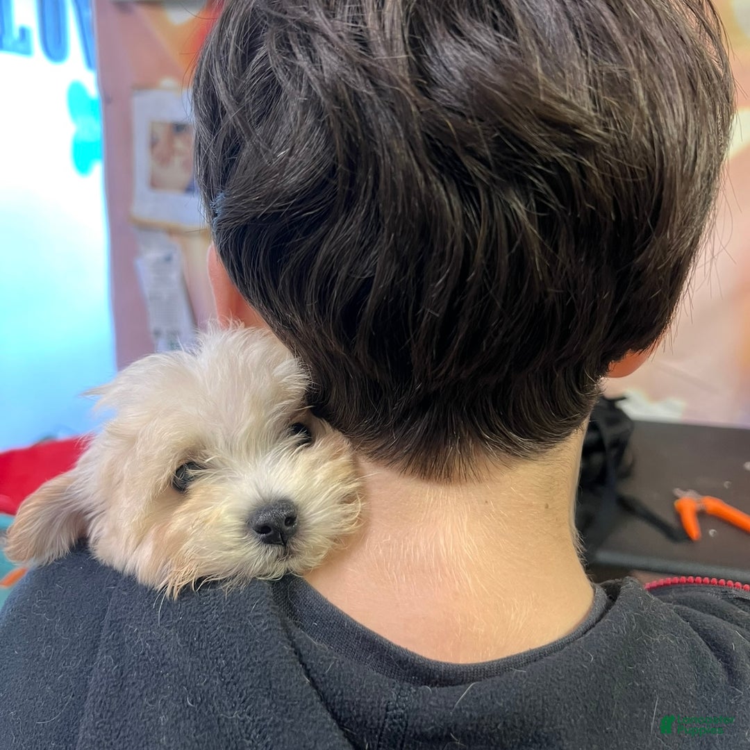Maltipoo dogs for sale: Maltipoo litter of 5 puppies - Ad 8