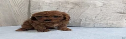 Cavapoo dogs for sale: Ace - Ad 4