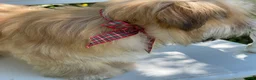Morkie dogs for sale: Nacho - Ad 13
