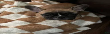 Chungus(teal)