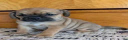 Puggle dogs for sale: Kati - Ad 10