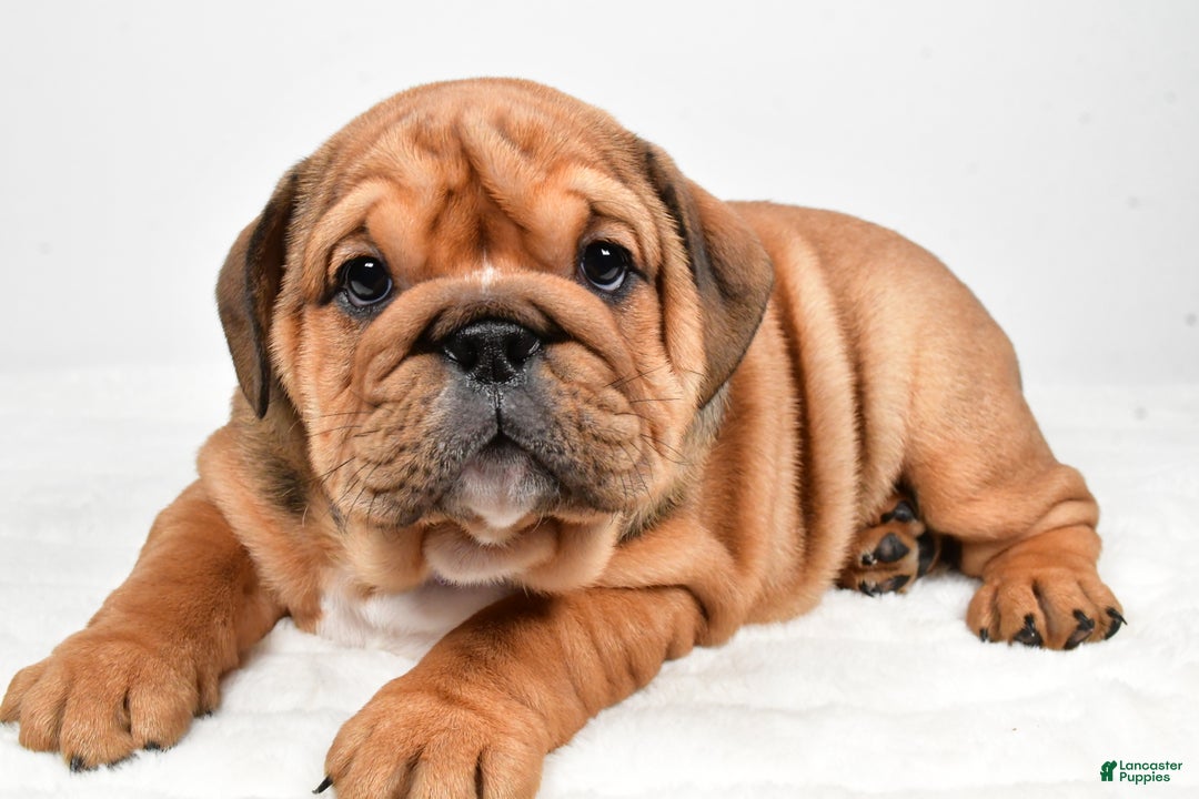 English Bulldog dogs for sale: Tiffany - Ad 2
