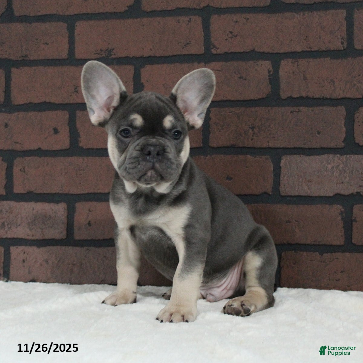 French Bulldog dogs Bubbles - Ad 14