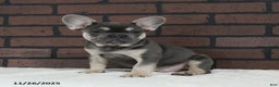 French Bulldog dogs for sale: Bubbles - Ad 1