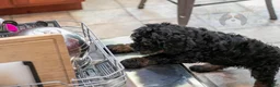 Bernedoodle dogs for sale: Acadia - Ad 4