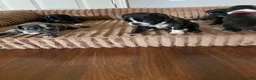 Boston Terrier dogs for sale: Boston Terrier 4 - Ad 12