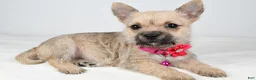 Cairn Terrier dogs for sale: Cassie - Ad 5