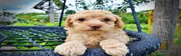 Havapoo dogs for sale: Ajax--SUMMER SALE!! $100 off listed price!!  - Ad 5