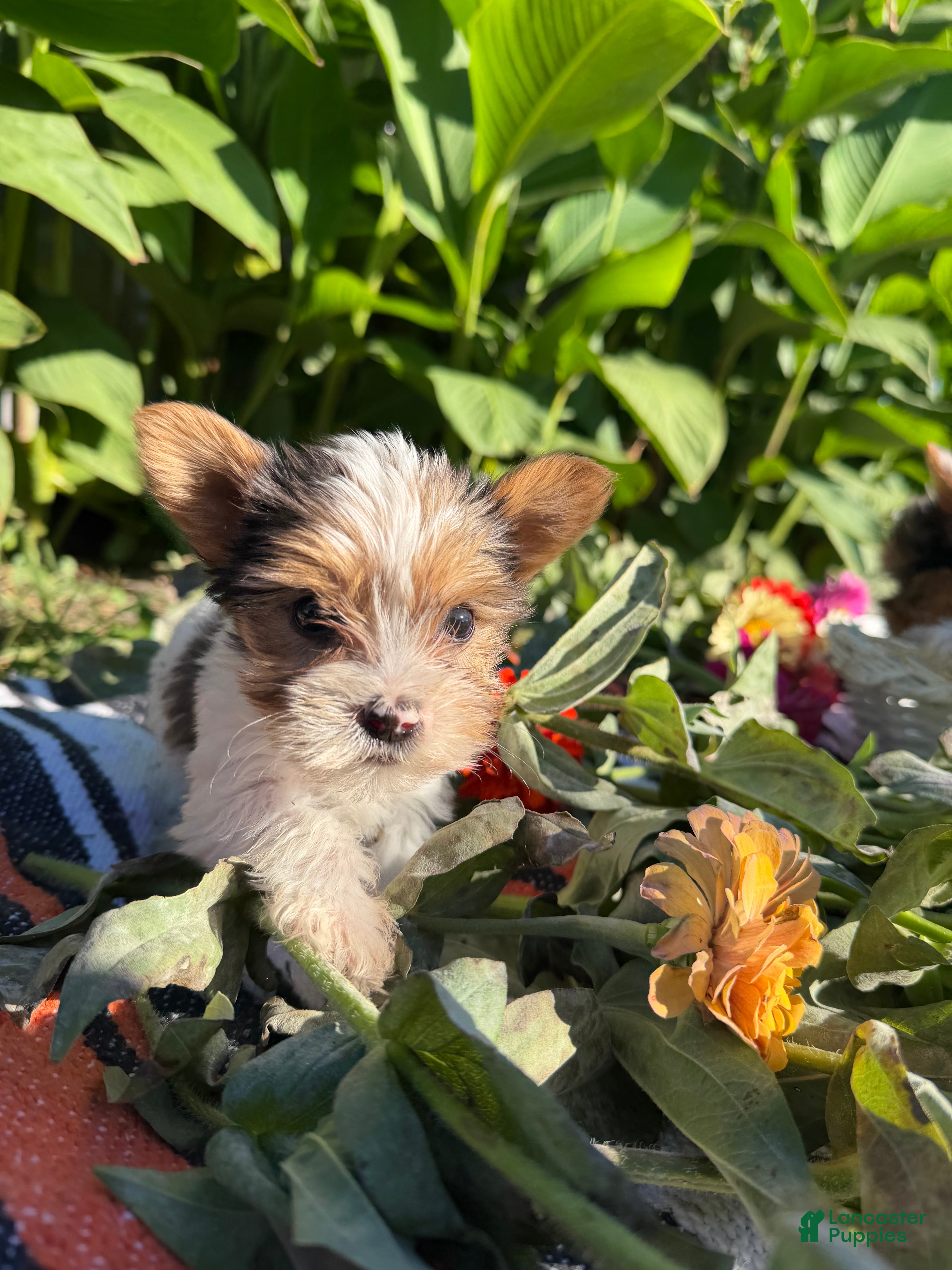 Yorkshire Terrier dogs Yorkshire Terrier 5 - Ad 1
