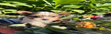 Yorkshire Terrier 5
