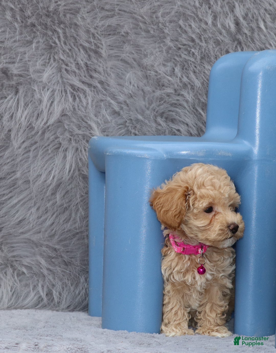 Havapoo dogs for sale: Annabelle Toy/M.👨‍👨‍👦‍👦💞🐕 - Ad 6