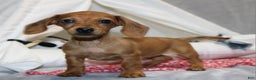 Miniature Dachshund dogs for sale: Button - Ad 4