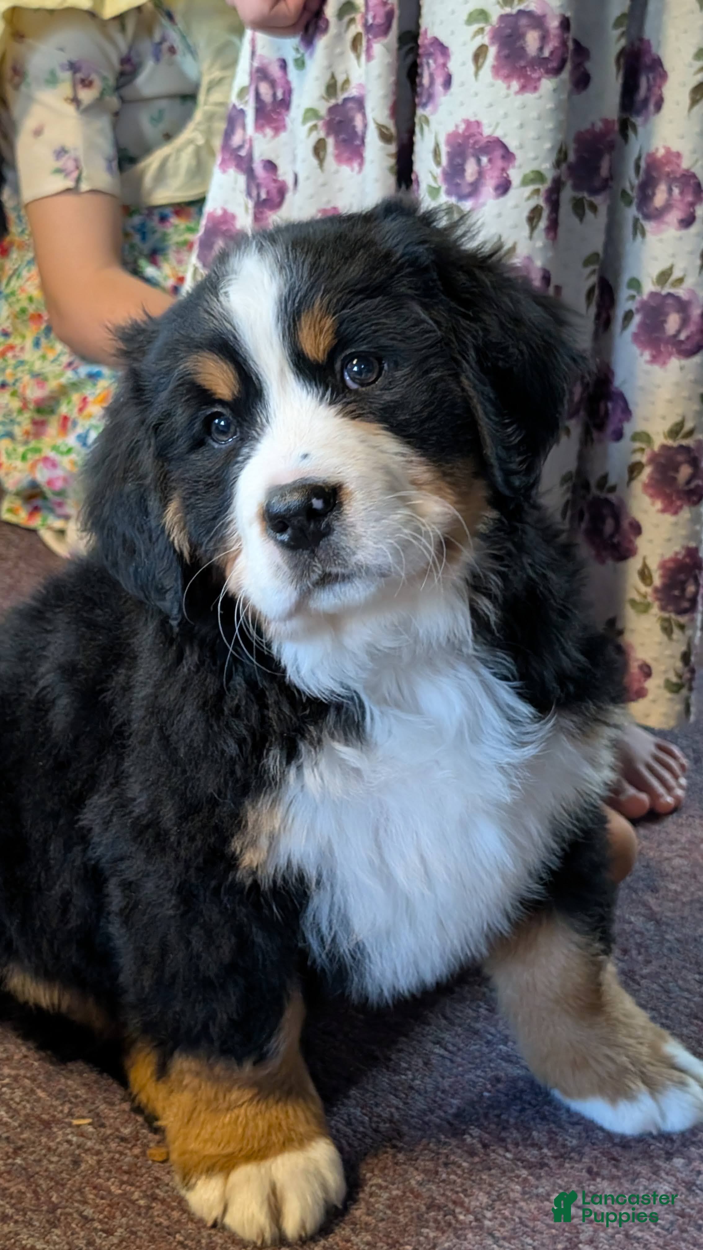 Bernese Mountain Dog dogs Anastasia  - Ad 23