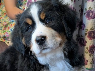 Bernese Mountain Dog dogs Anastasia - Ad 23