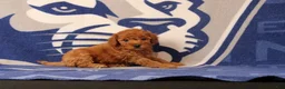 Mini Goldendoodle dogs for sale: Raven - Ad 4