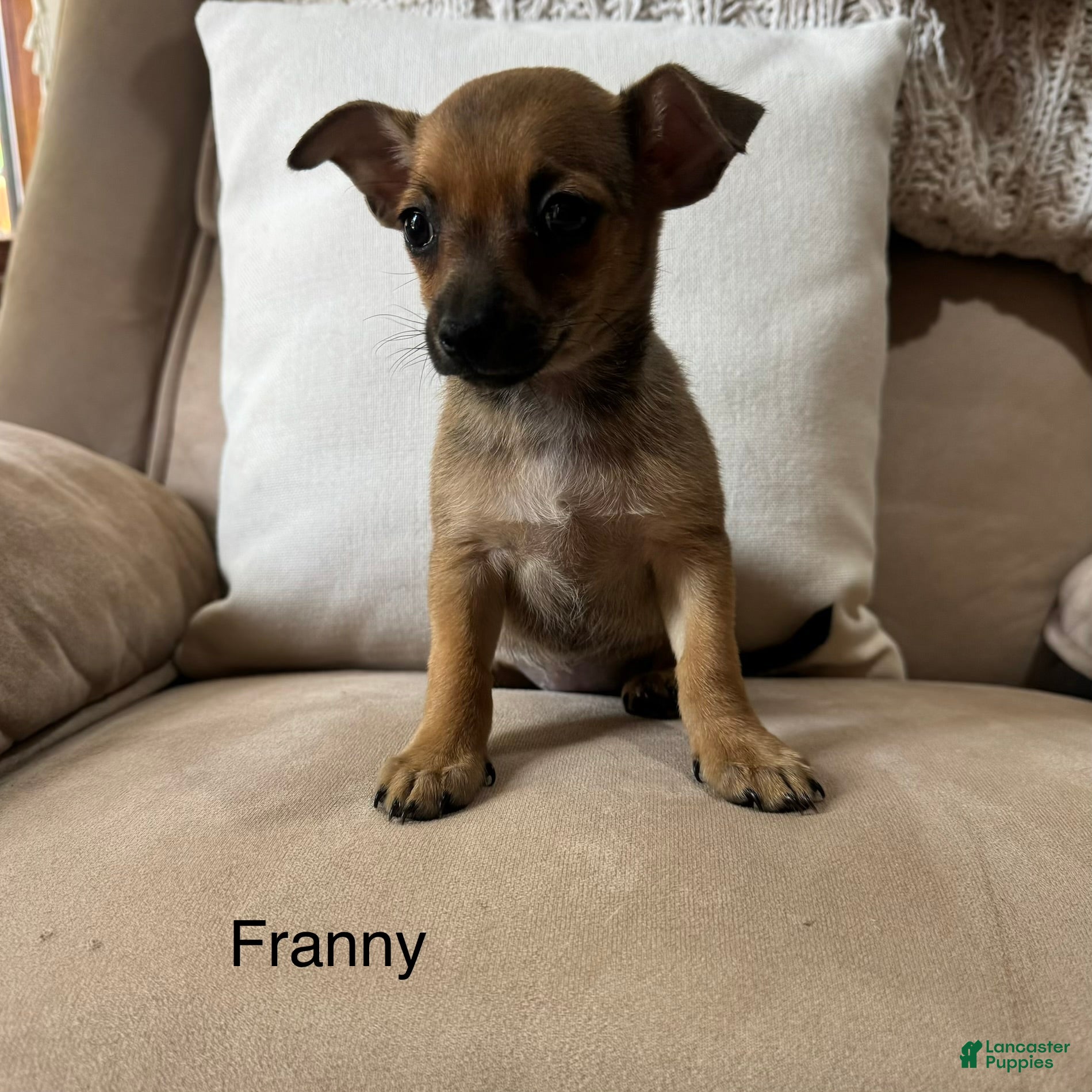 Chihuahua dogs Franny - Ad 4
