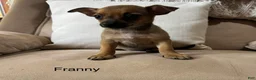 Chihuahua dogs for sale: Franny - Ad 1