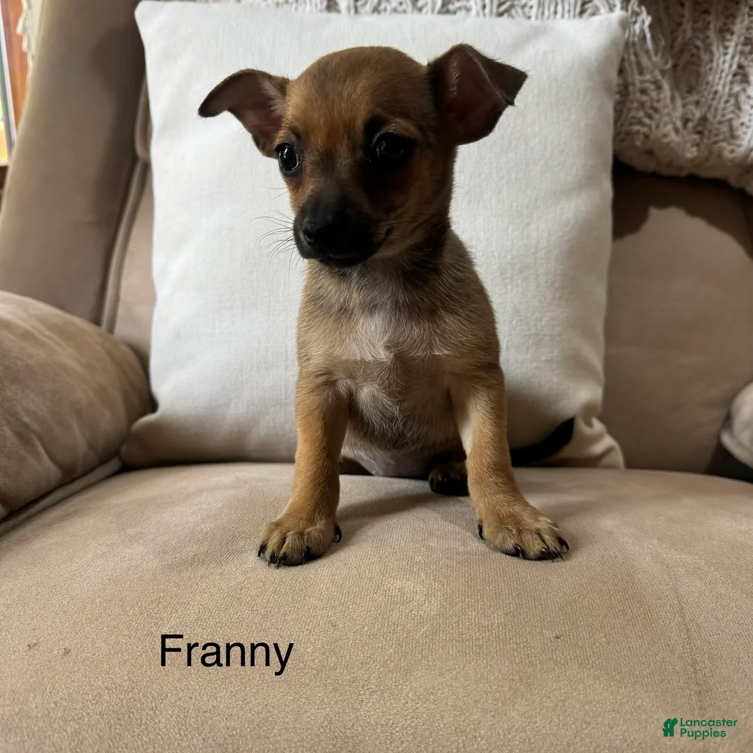 Chihuahua dogs for sale: Franny - Ad 1