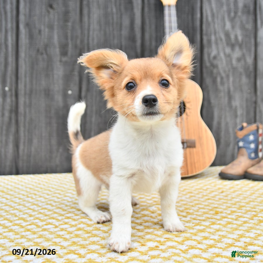Chihuahua dogs Ryder - Ad 2