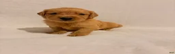 Golden Retriever dogs for sale: Golden Retriever 6 - Ad 5