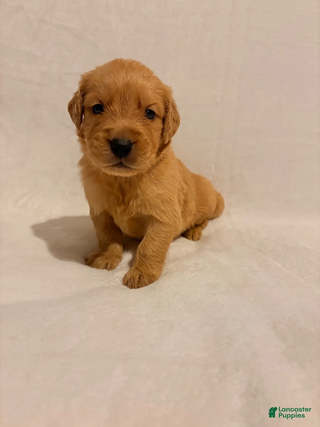 Golden Retriever dogs for sale: Golden Retriever 6 - Ad 5