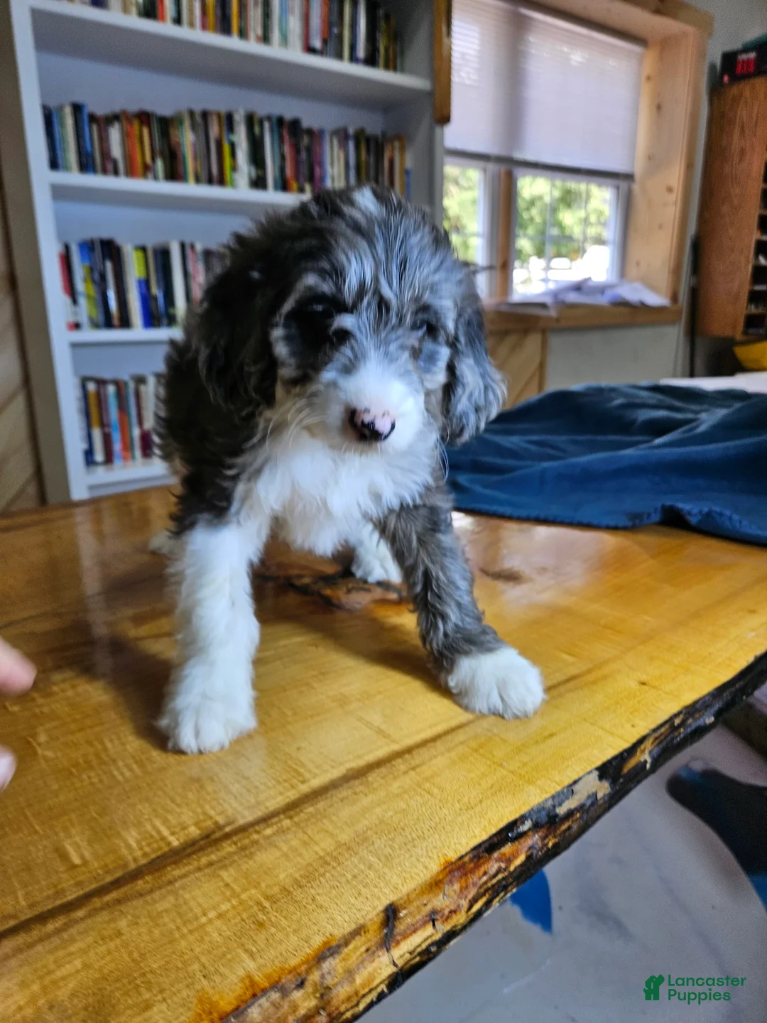 Mixed Breed dogs for sale: Grayson - Ad 5