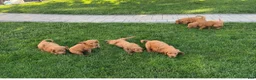 Goldendoodle dogs for sale: Tasha - Ad 15