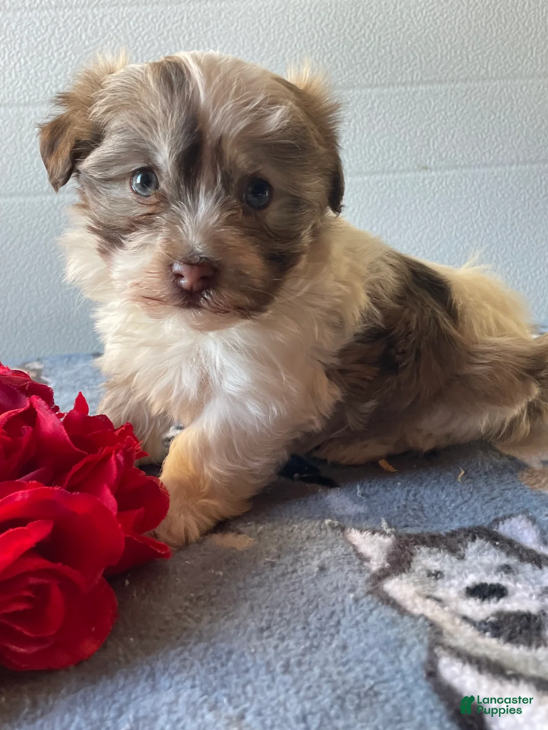 Havanese dogs for sale: Harry - Ad 2