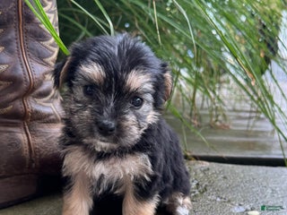 Morkie dogs Willow - Ad 29
