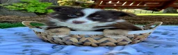 Miniature Australian Shepherd dogs for sale: Buddy - Ad 1