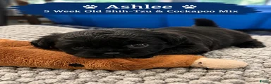 Ashlee Female Black