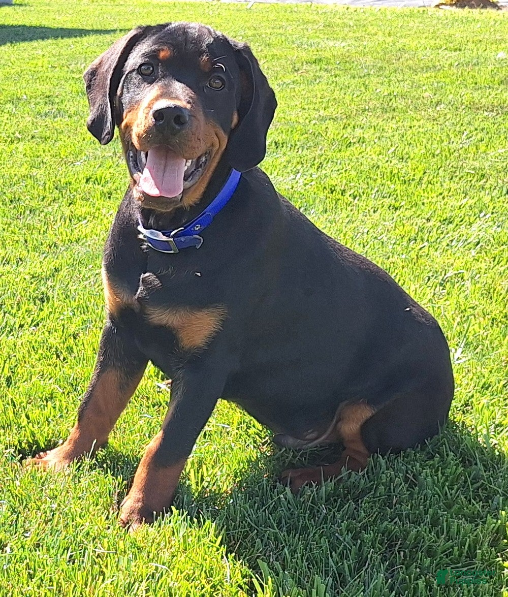 Mixed Breed dogs Carl - Ad 1