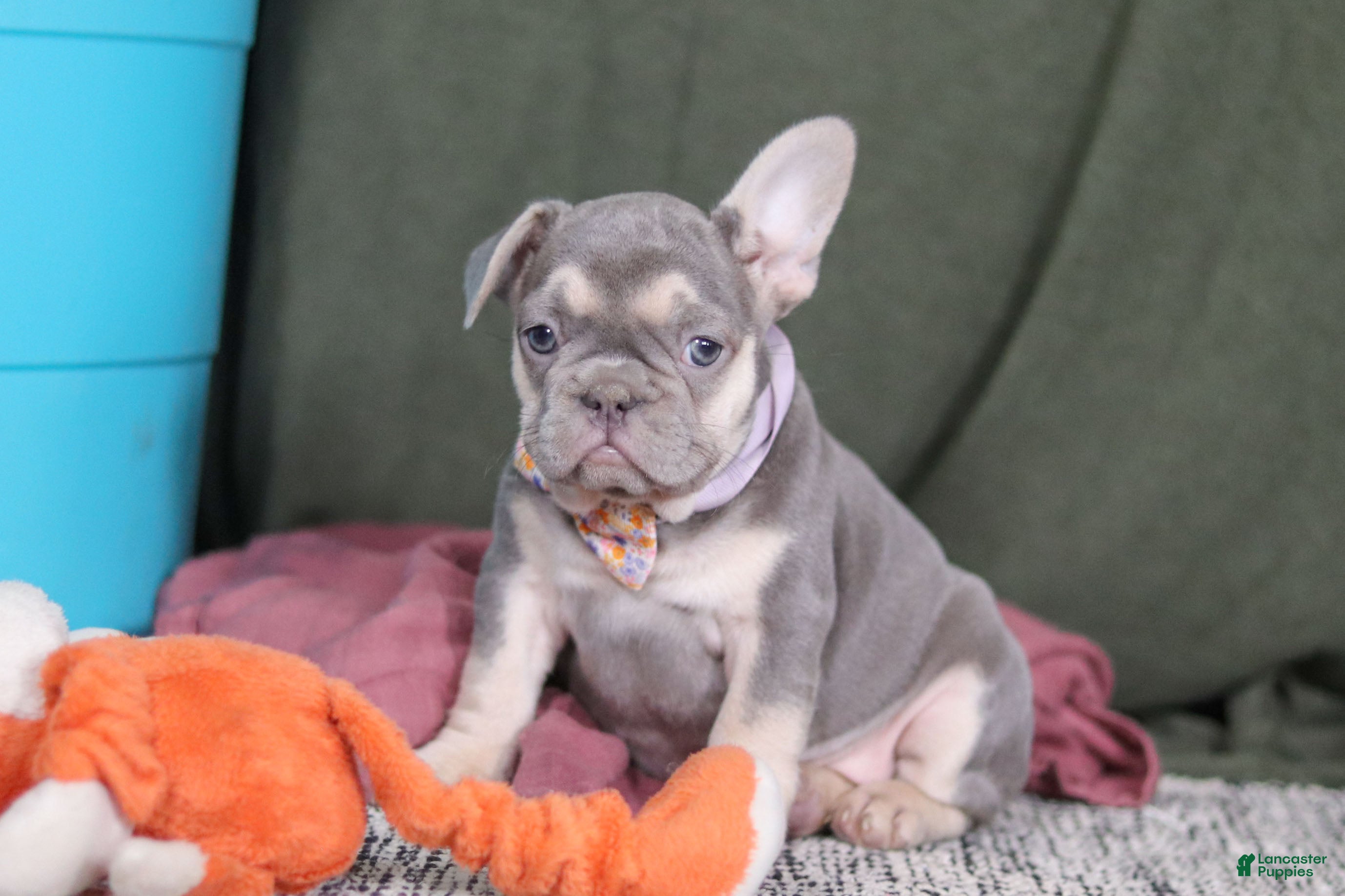 French Bulldog dogs Cora - Ad 2