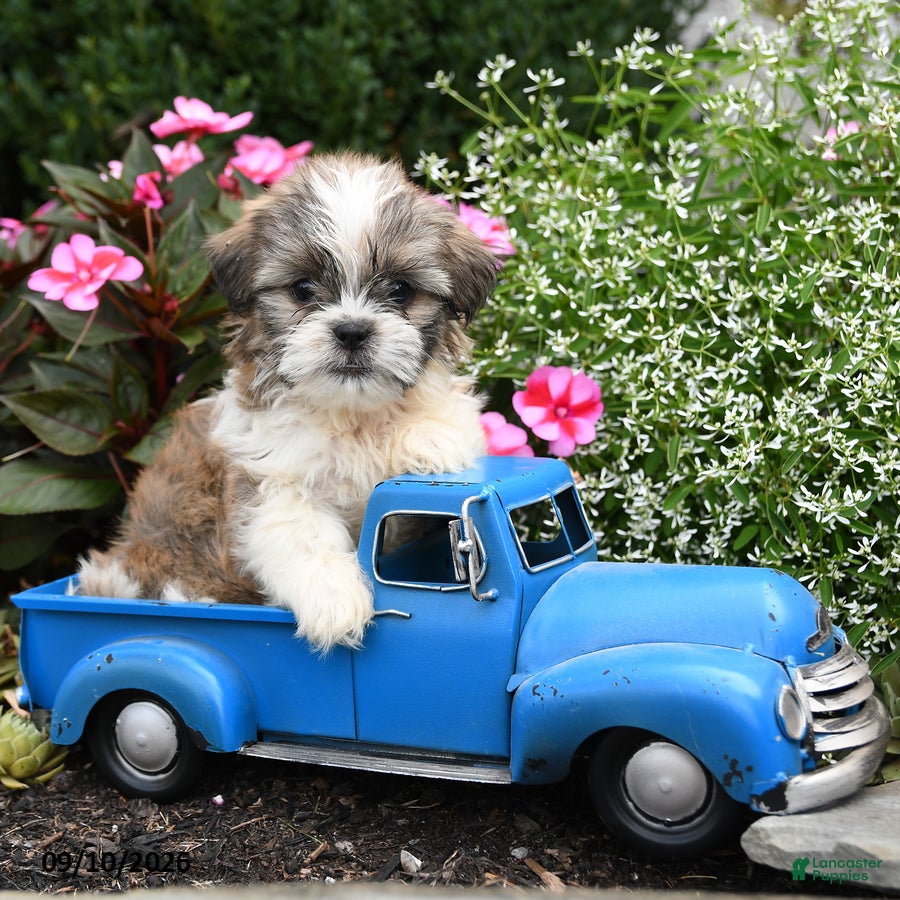 Shih Tzu dogs Winston - Ad 1