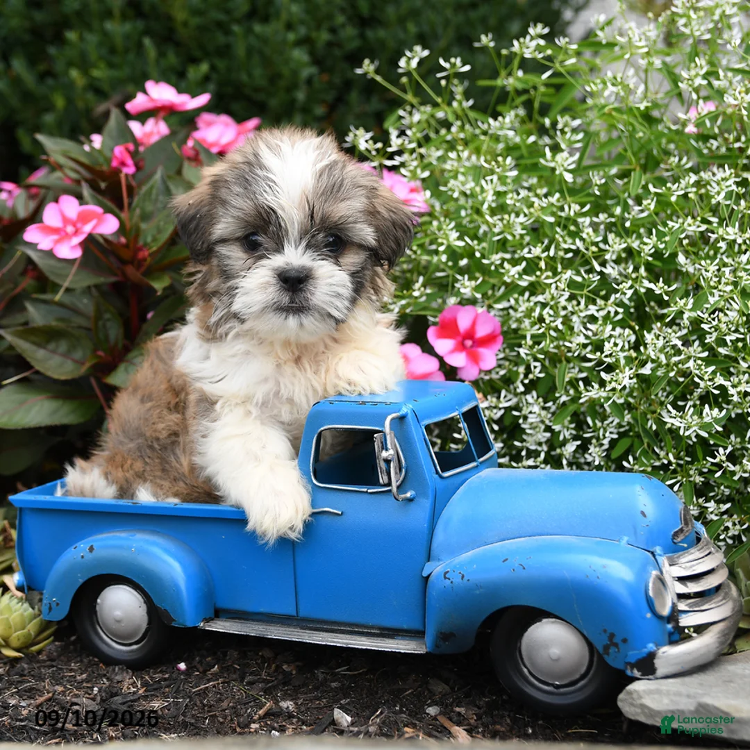Shih Tzu dogs for sale: Winston - Ad 1