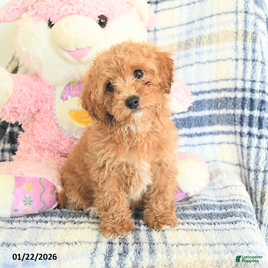 Havapoo dogs Dart  - Ad 26