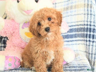 Havapoo dogs Dart - Ad 26