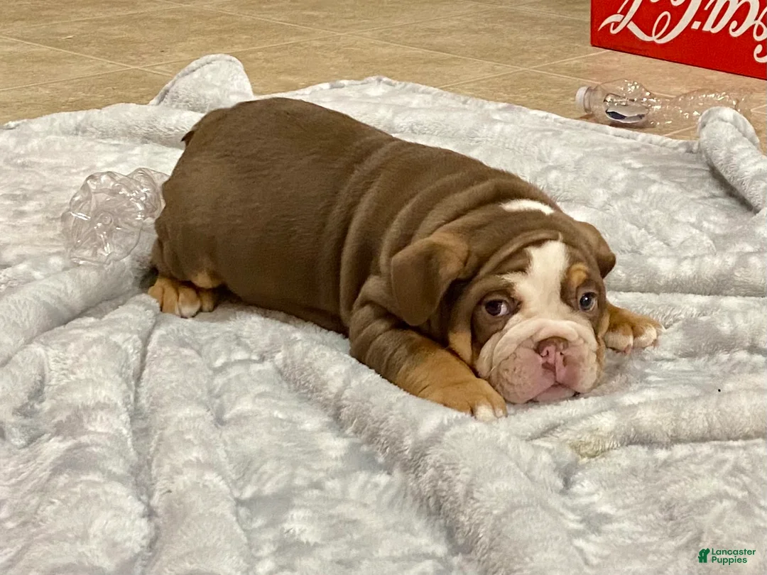 English Bulldog dogs for sale: Loverboy - Ad 3