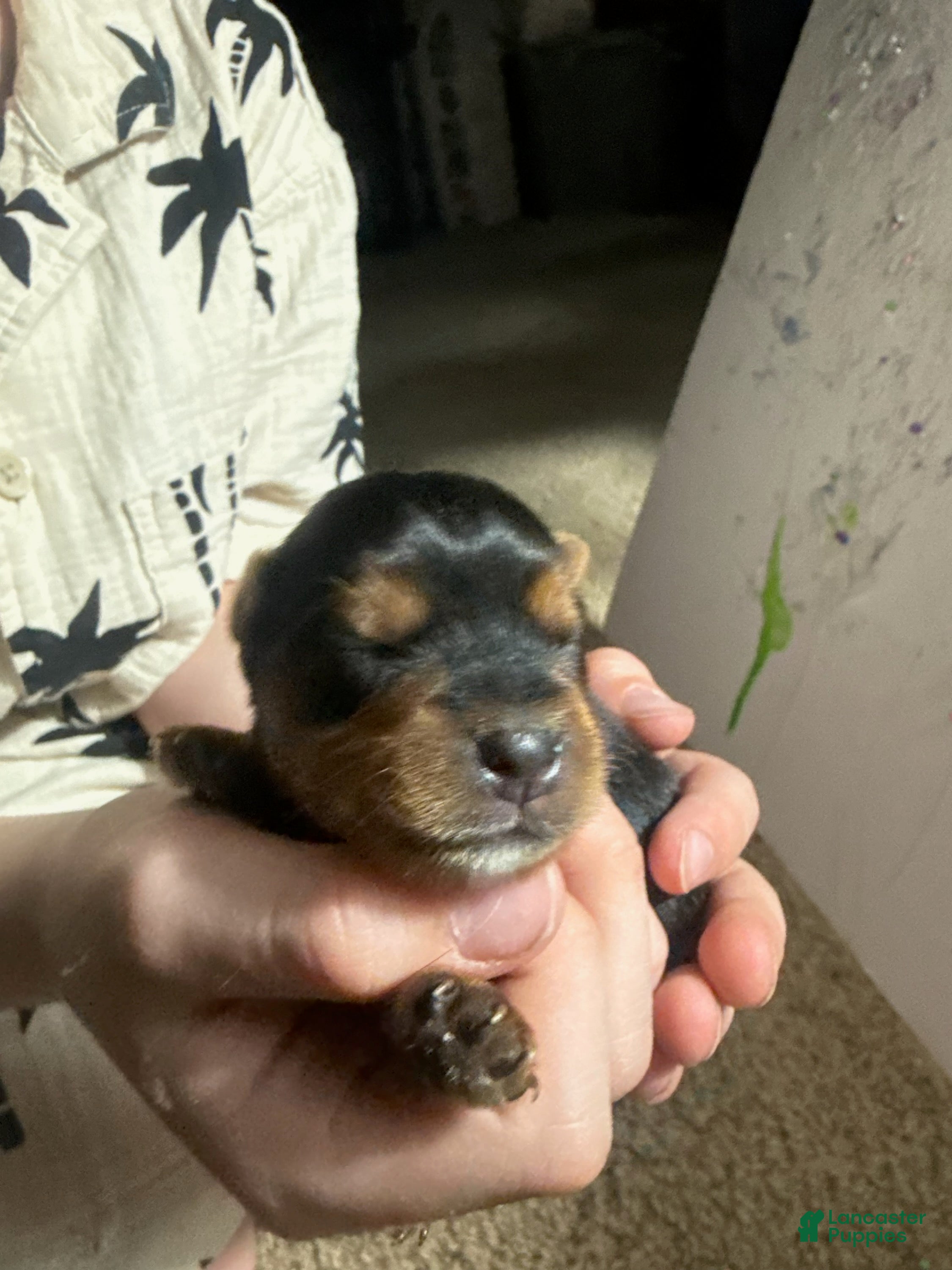 Yorkshire Terrier dogs Boy 2 - Ad 2