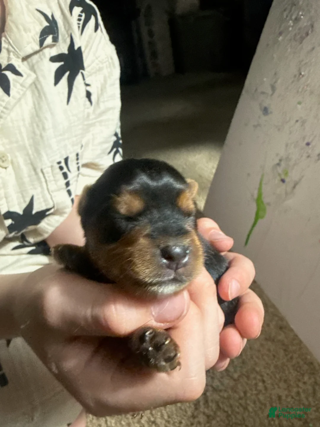Yorkshire Terrier dogs for sale: Boy 2 - Ad 2