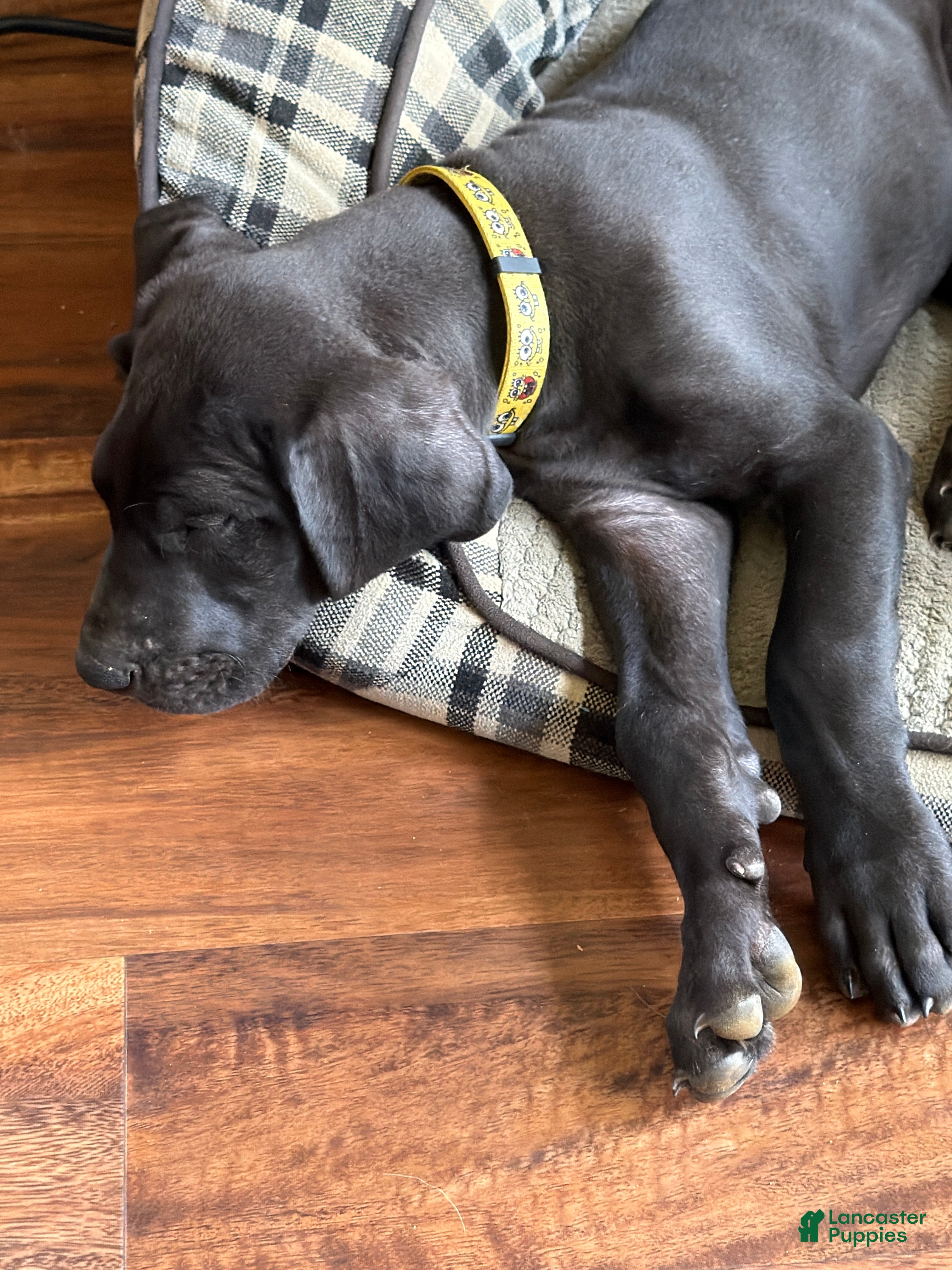 Great Dane dogs for sale: Yellow  - Ad 16