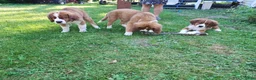 Mixed Breed dogs for sale: Marley - Ad 69